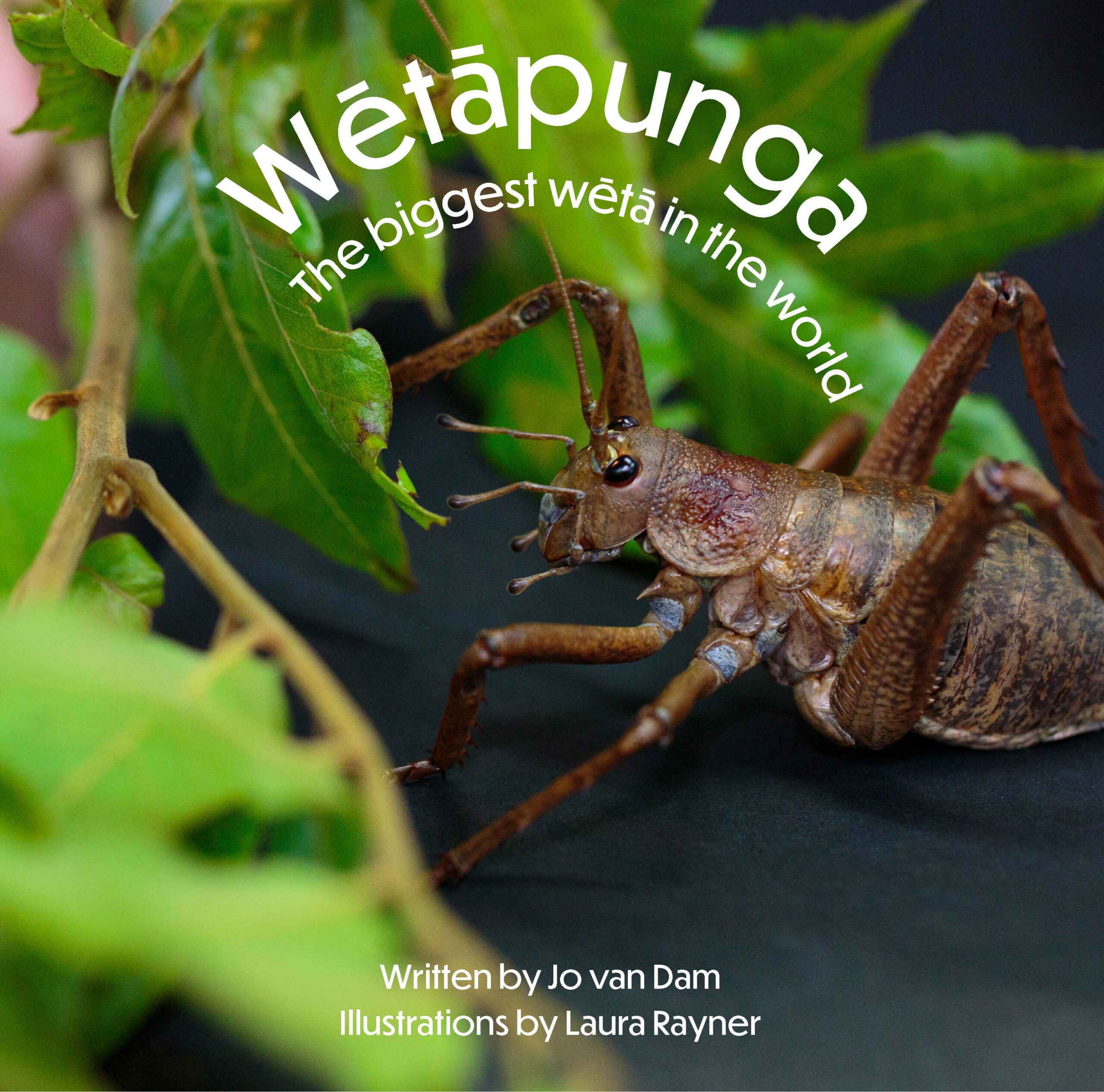 Wētāpunga